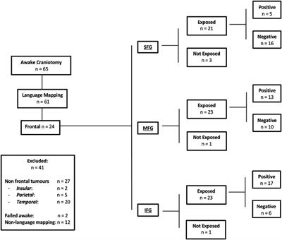 Middle Frontal Gyrus and Area 55b: Perioperative Mapping and Language Outcomes